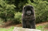 CHOW CHOW 694